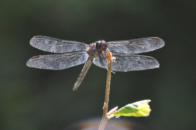 Dragonfly singing
