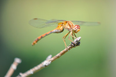 Dragonfly 24