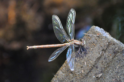 Dragonfly just hatched 1