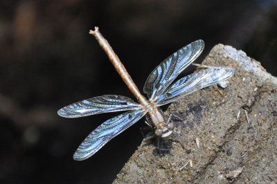 Dragonfly just hatched 2