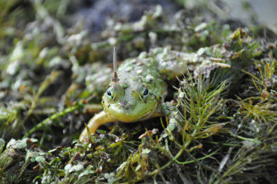 Frogs and Toads