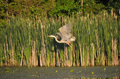 Heron taking off