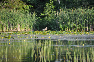 Heron fishing 1