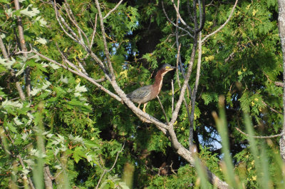 Green Heron