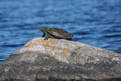 Northern Map Turtle 5