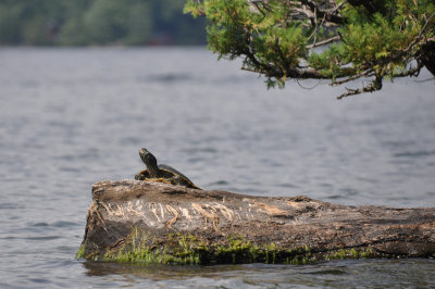 Northern Map Turtle 6