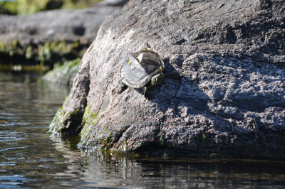 Northern Map Turtle 7