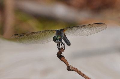 Dragonfly 26