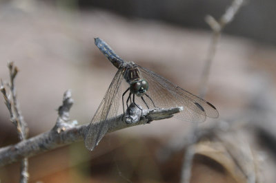 Dragonfly 23