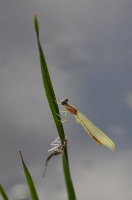 Damselfly just hatched