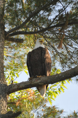 Bald Eagle 13