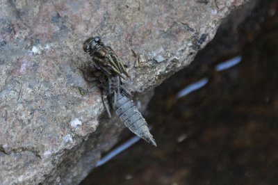 Dragonfly hatching 1