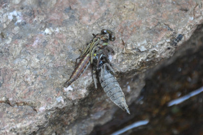 Dragonfly hatching 2