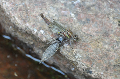Dragonfly hatching 3
