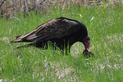 Turkey Vultures