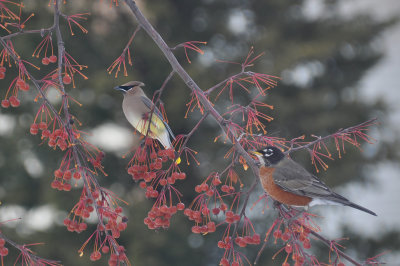 Cedar Waxwing and Robin 2