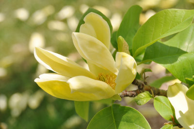 Magnolia