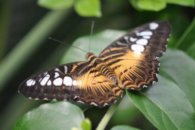 Brown Clipper 2