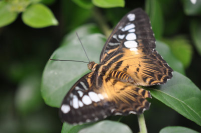 Brown Clipper 3
