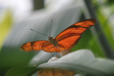Julian Heliconian Butterfly