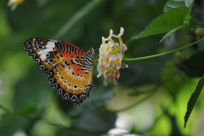 Leopard Lacewing 1