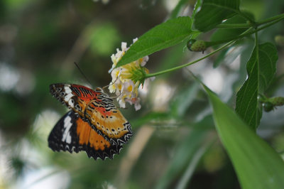Leopard Lacewing 2