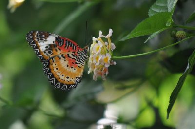 Leopard Lacewing 3