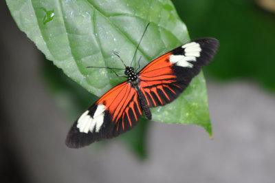 Postman Butterfly 1