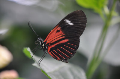 Postman Butterfly 2