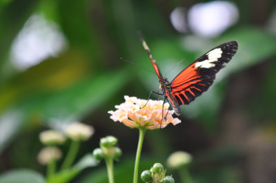 Postman Butterfly 4