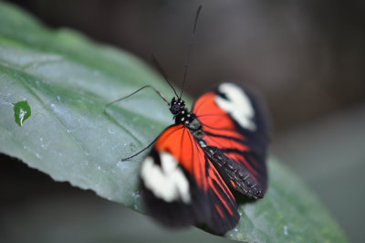 Postman Butterfly 5