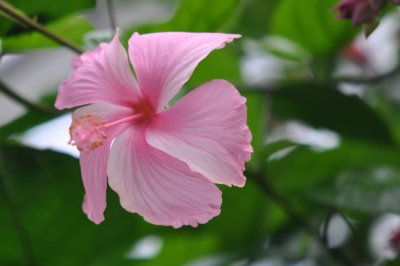 Hibiscus pink 1