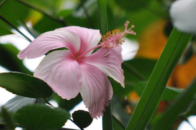Hibiscus pink 2