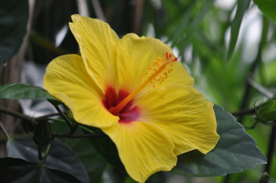 Hibiscus yellow