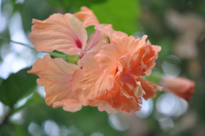 Hibiscus coral