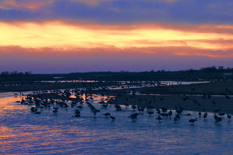Roosting on the Platte River