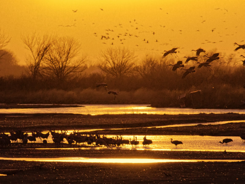 Sandhill Cranes