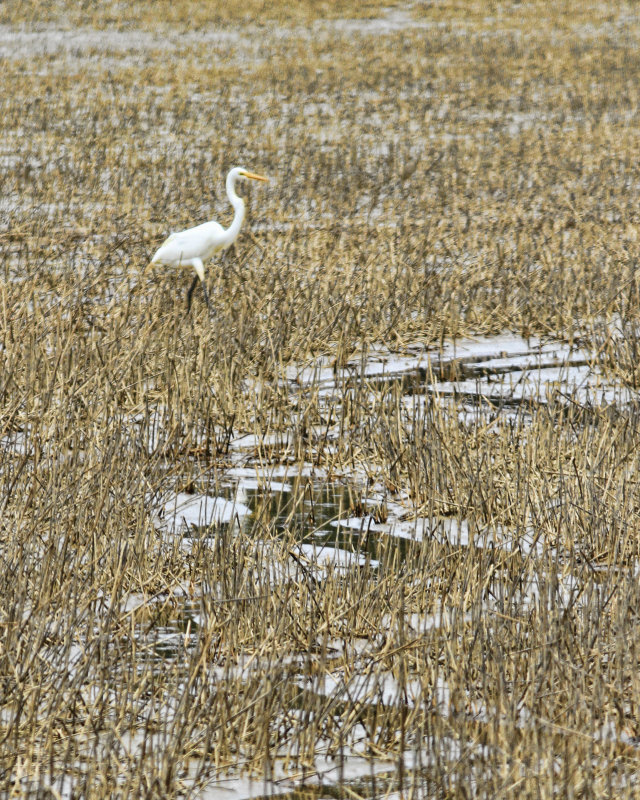 Eastern Neck National Wildlife Refuge