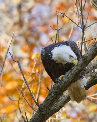 _MG_8814.jpg