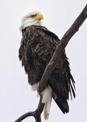 Desoto NWR