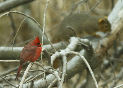 cardinal.jpg