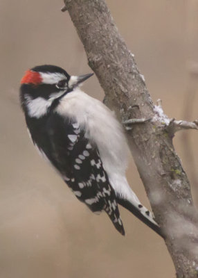 Downywoodpecker.jpg