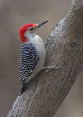 Red Bellied Woodpecker