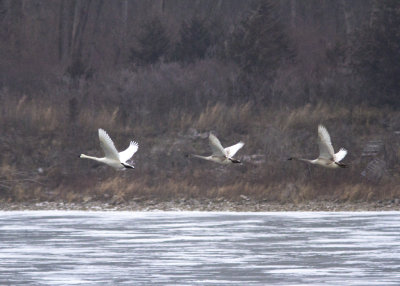 Snow Geese