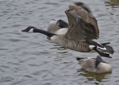 gooseflight.jpg