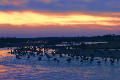 Roosting on the Platte River