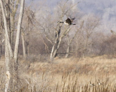 _MG_6350.jpg