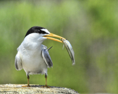 Eastern Neck National Wildlife Refuge