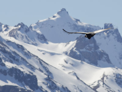 Condor Andino (Andean Condor)
