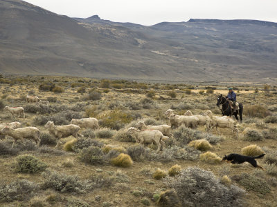 Gaucho in Action